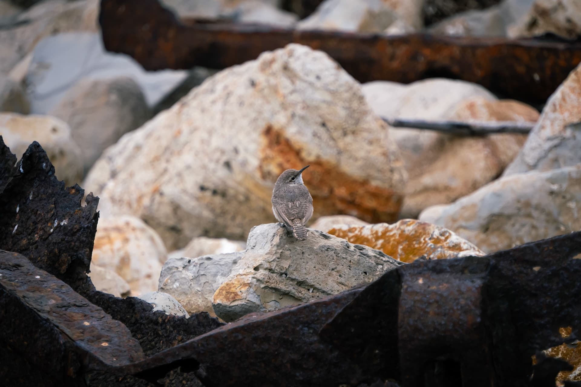 Bird in Palos Verdes