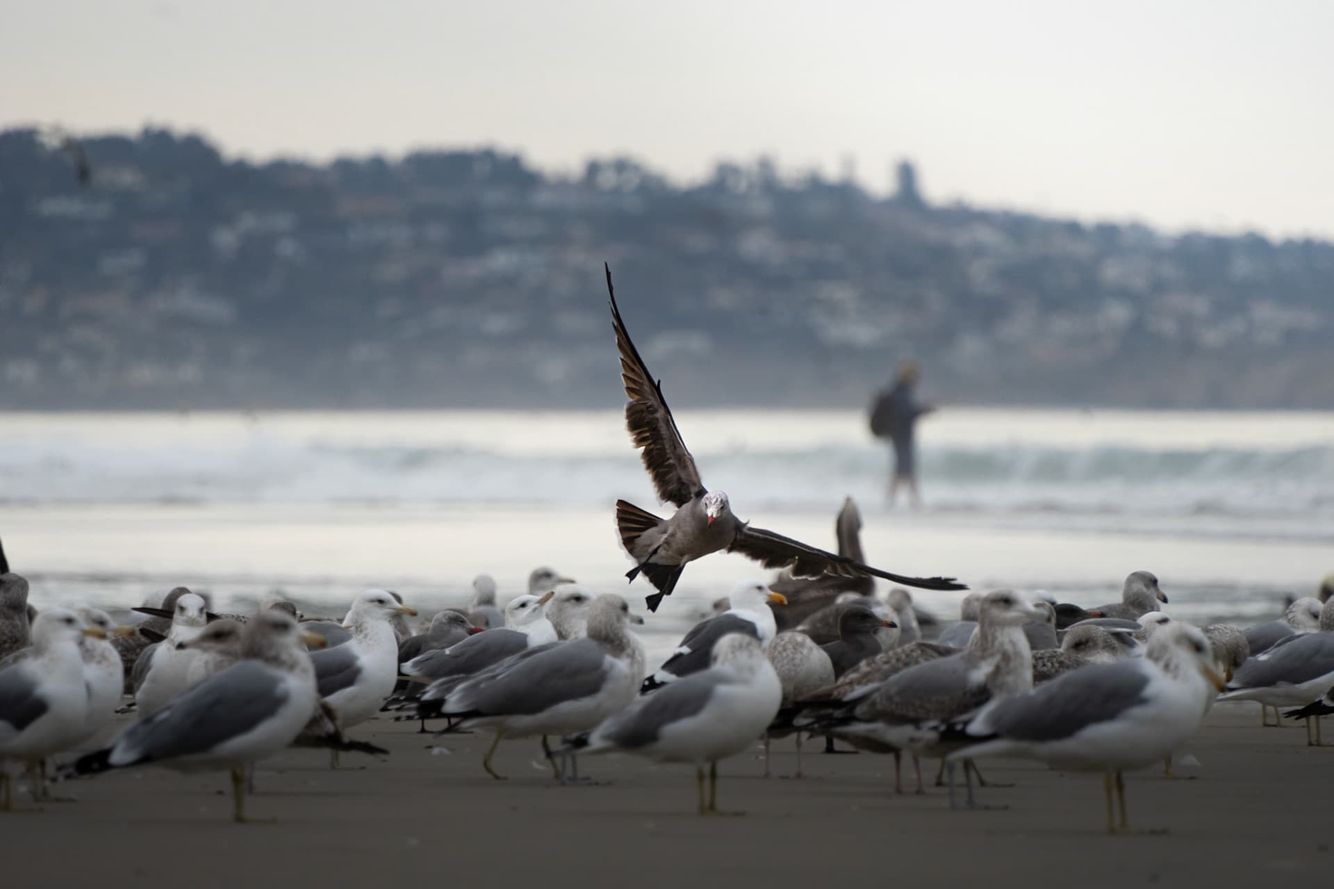 Group of seagulls in Torrey Pines