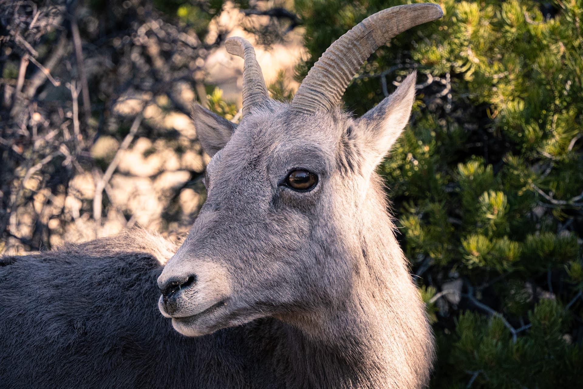 A picture of a goat at the Grand Canyon