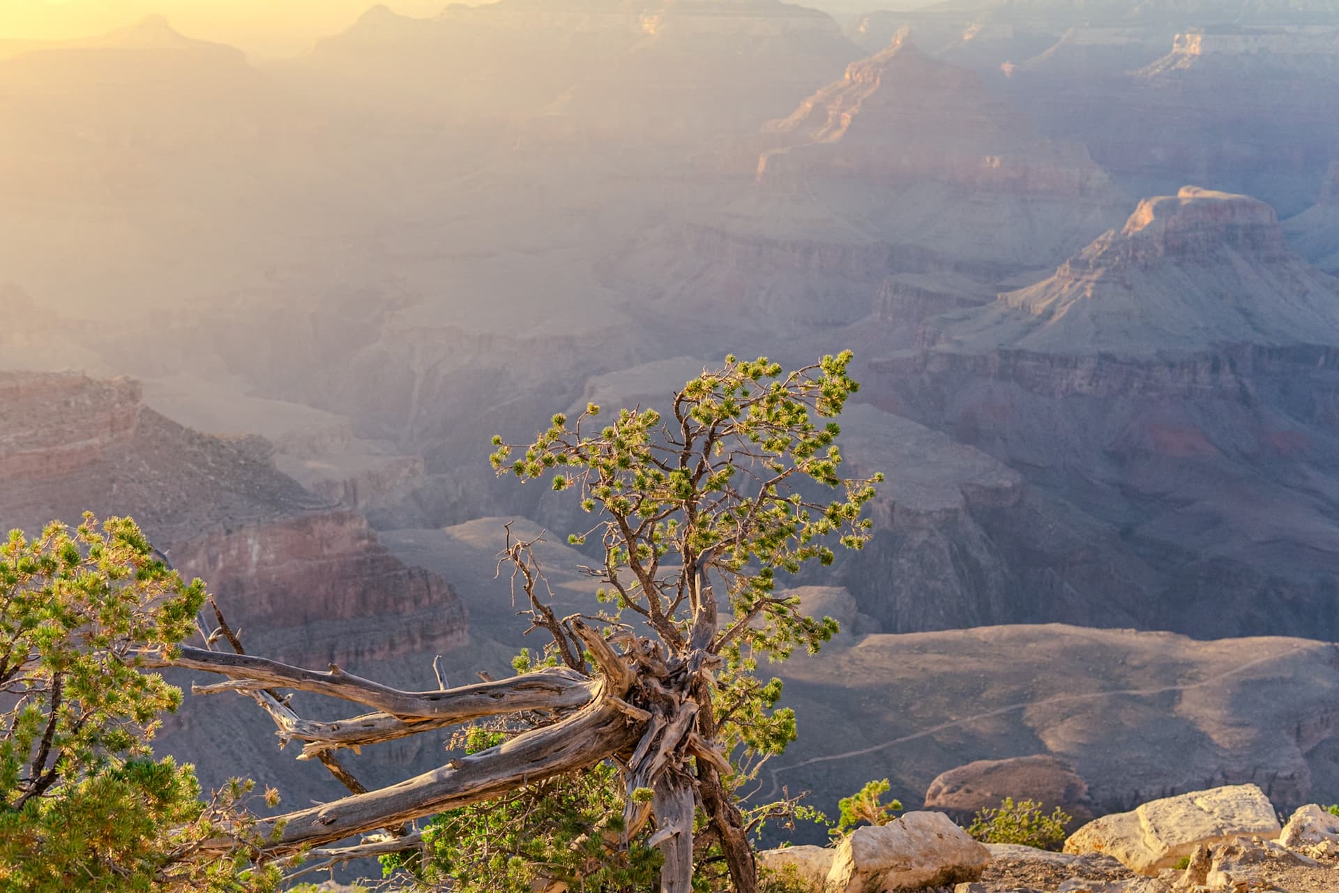A tree in front of the Grand Canyon at sunset
