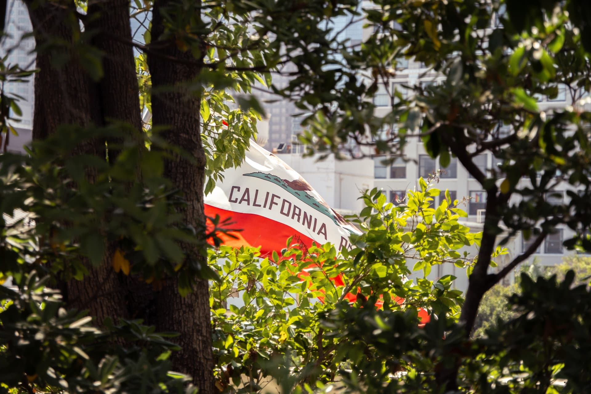 California flag in a clearing of trees on a rooftop in Los Angeles