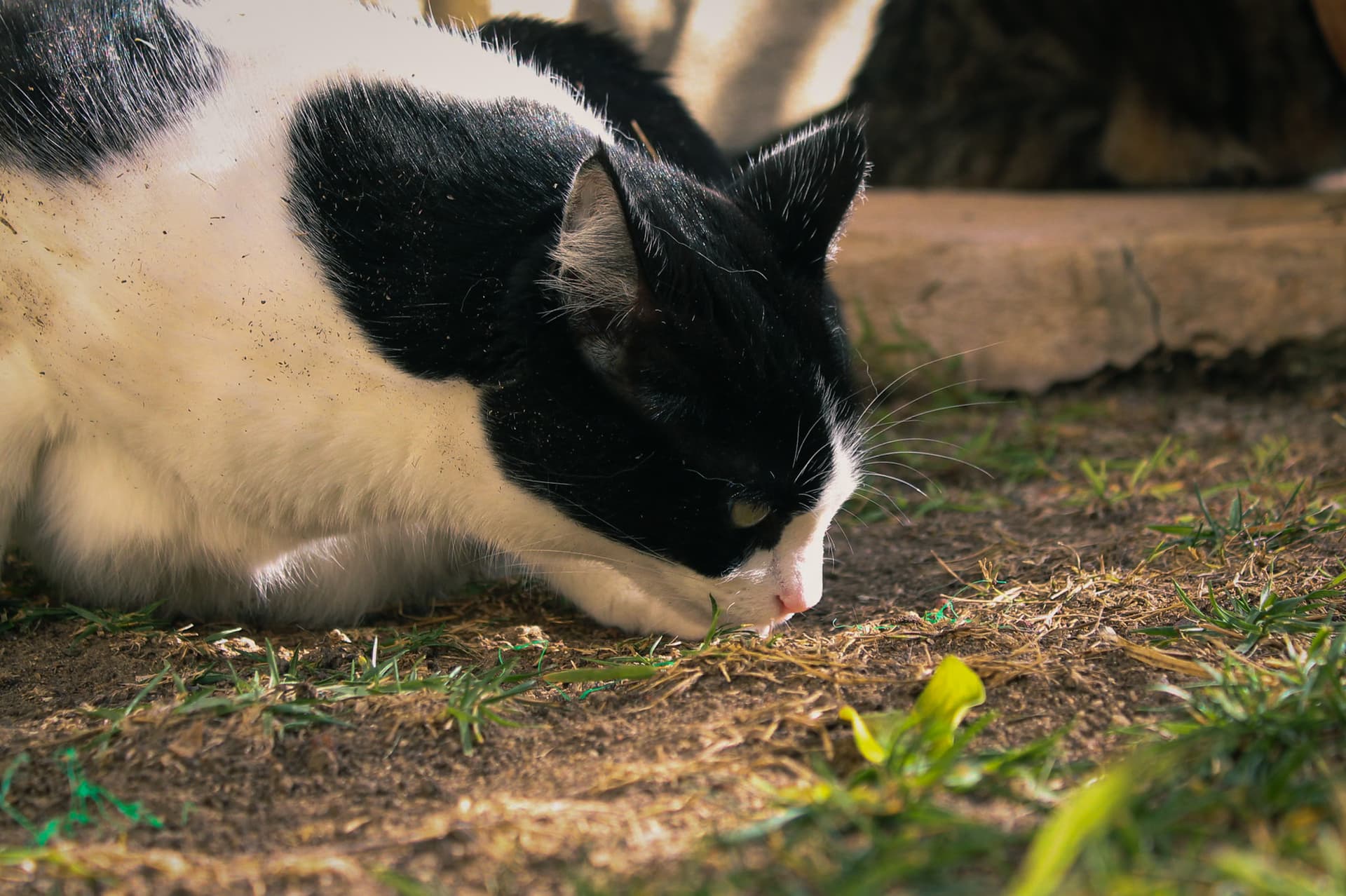 A picture of my cat Luna